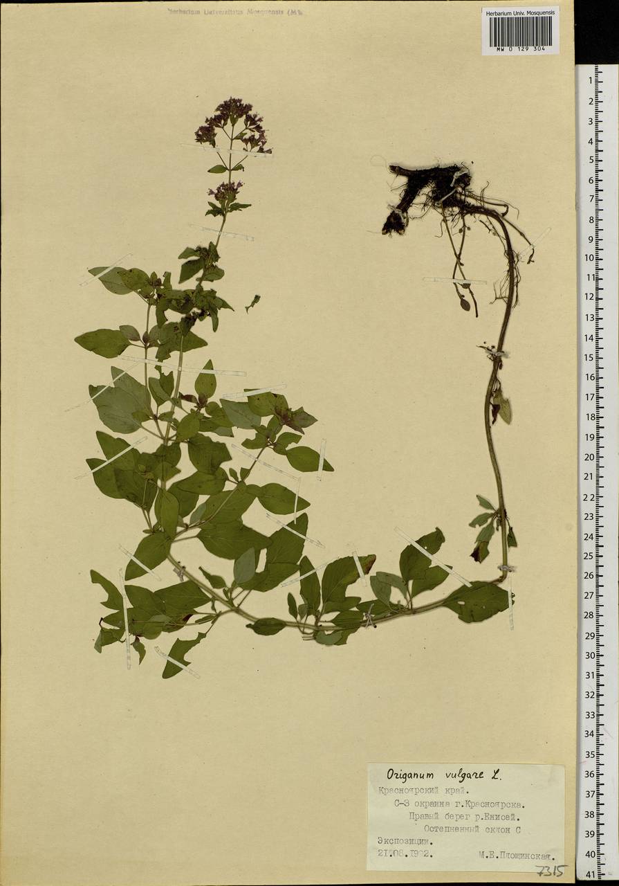 Origanum vulgare L., Siberia, Central Siberia (S3) (Russia)