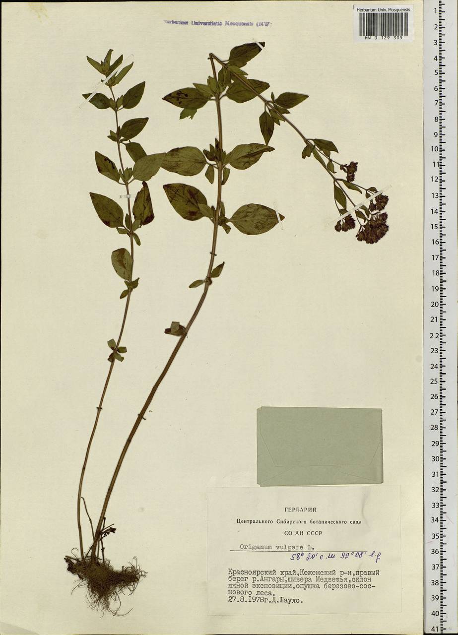 Origanum vulgare L., Siberia, Central Siberia (S3) (Russia)