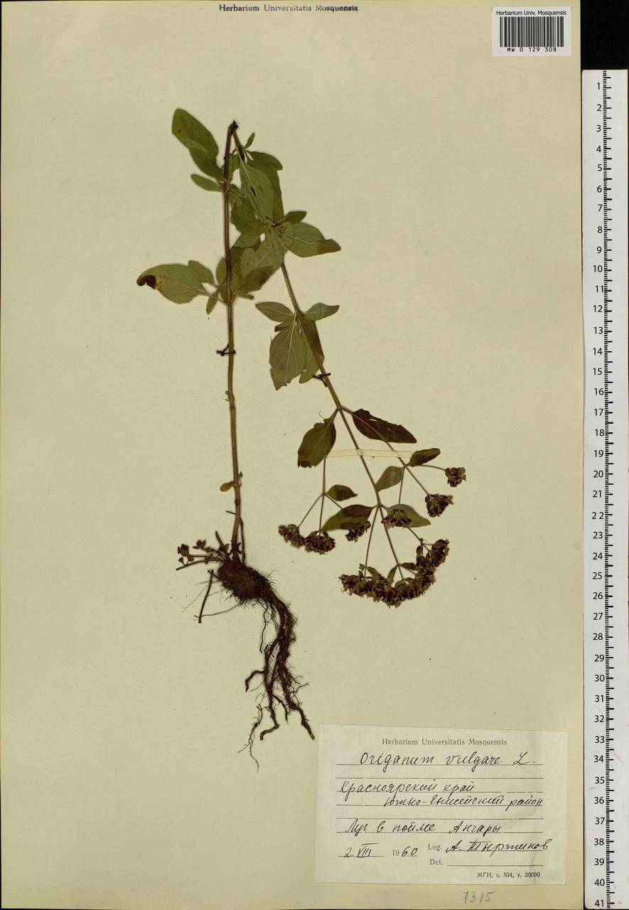 Origanum vulgare L., Siberia, Central Siberia (S3) (Russia)