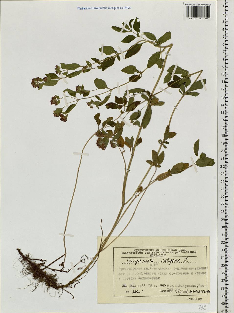 Origanum vulgare L., Siberia, Central Siberia (S3) (Russia)