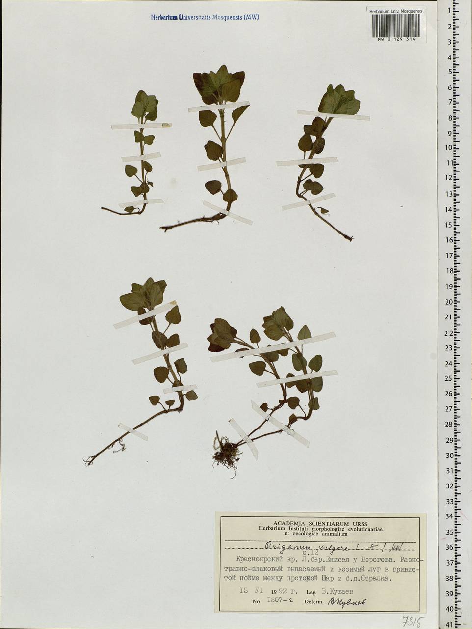 Origanum vulgare L., Siberia, Central Siberia (S3) (Russia)