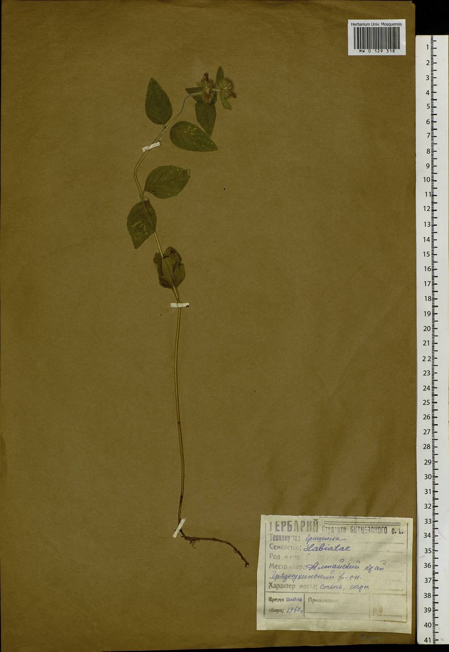 Origanum vulgare L., Siberia, Altai & Sayany Mountains (S2) (Russia)