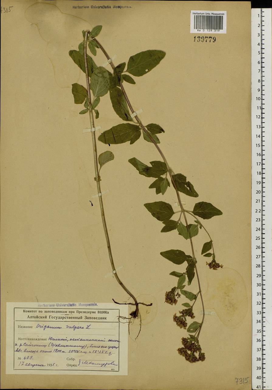 Origanum vulgare L., Siberia, Altai & Sayany Mountains (S2) (Russia)