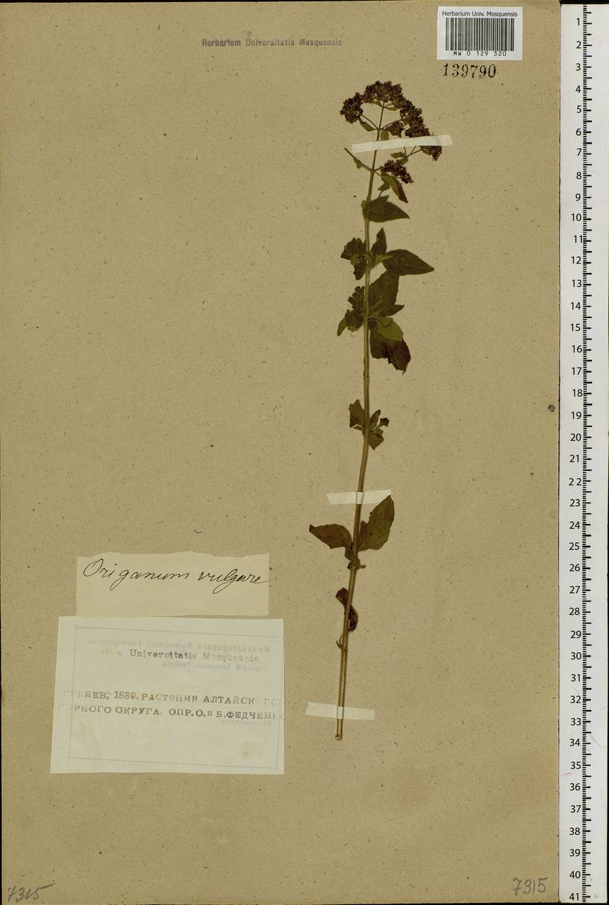 Origanum vulgare L., Siberia, Altai & Sayany Mountains (S2) (Russia)