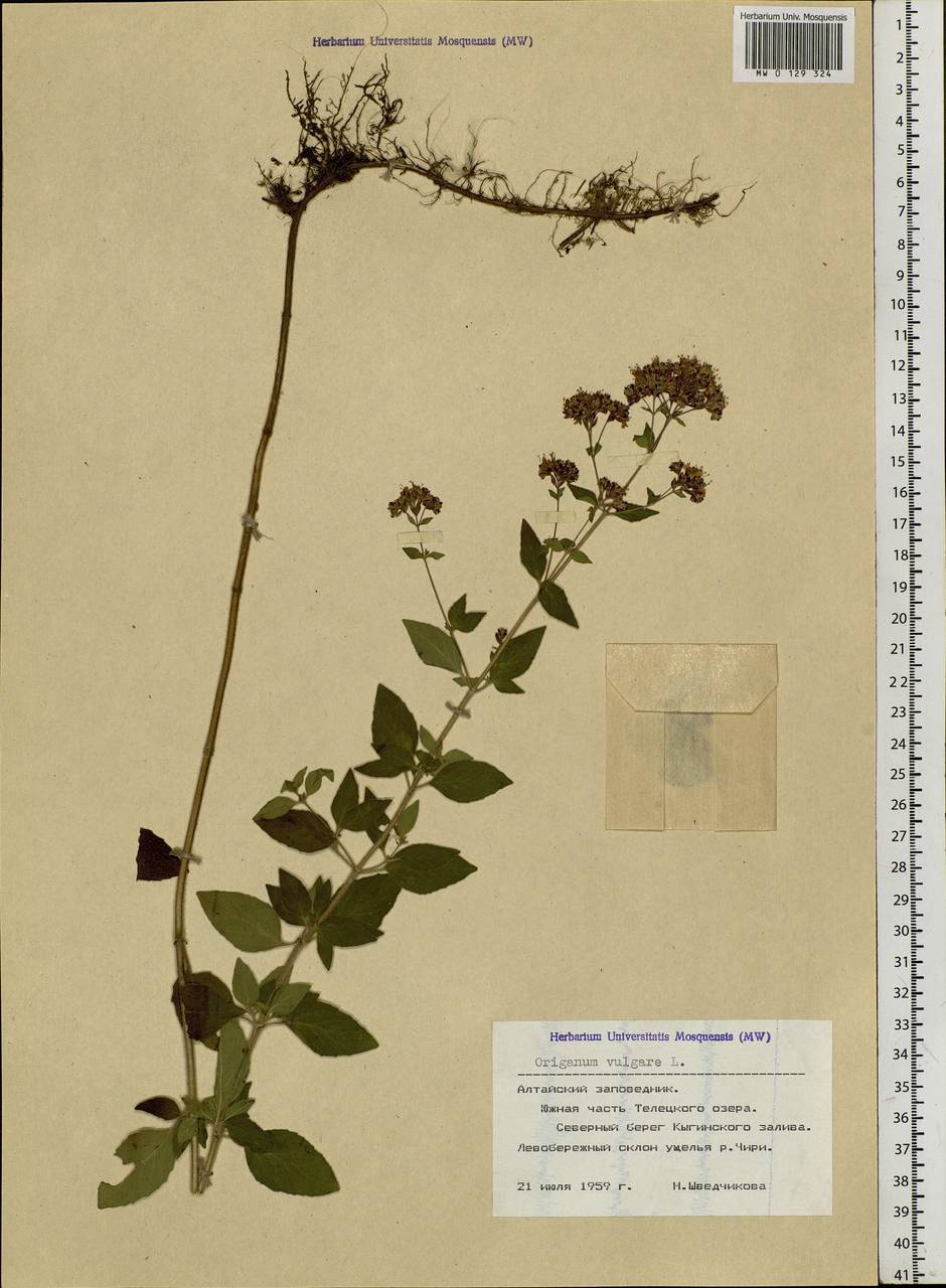 Origanum vulgare L., Siberia, Altai & Sayany Mountains (S2) (Russia)