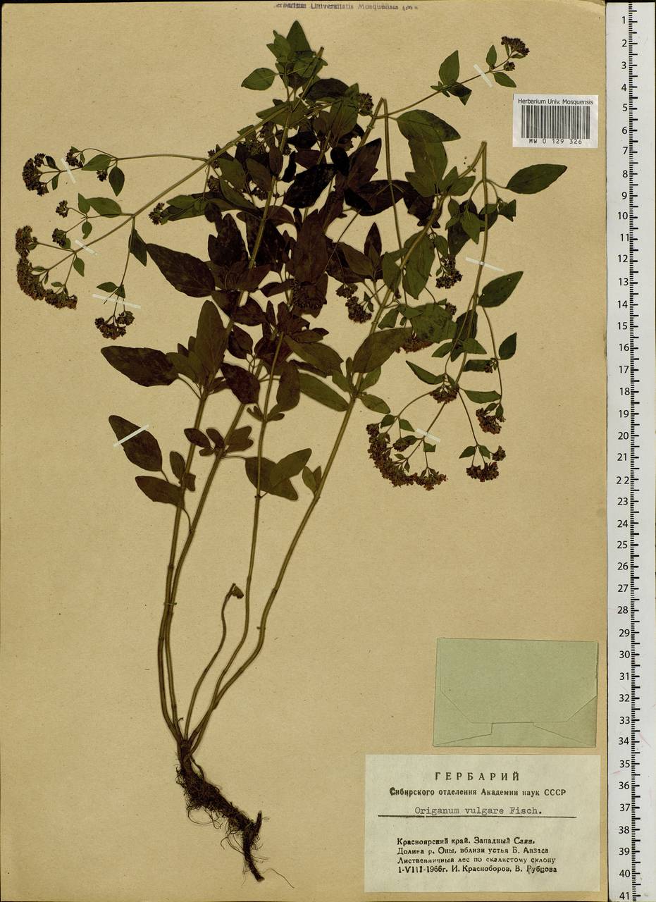 Origanum vulgare L., Siberia, Altai & Sayany Mountains (S2) (Russia)