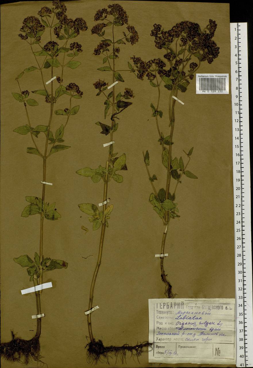 Origanum vulgare L., Siberia, Altai & Sayany Mountains (S2) (Russia)