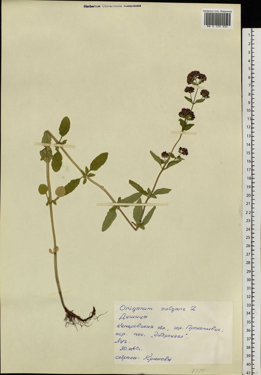 Origanum vulgare L., Siberia, Altai & Sayany Mountains (S2) (Russia)