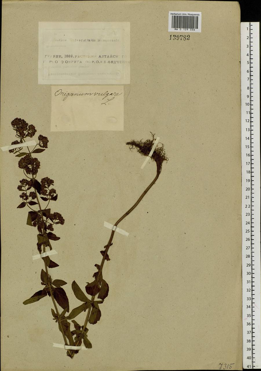 Origanum vulgare L., Siberia, Altai & Sayany Mountains (S2) (Russia)