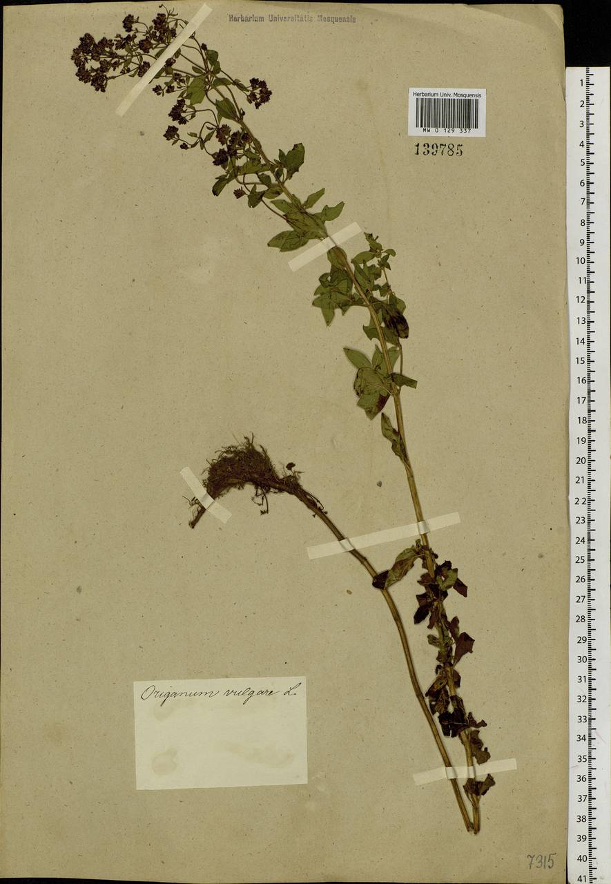Origanum vulgare L., Siberia, Altai & Sayany Mountains (S2) (Russia)