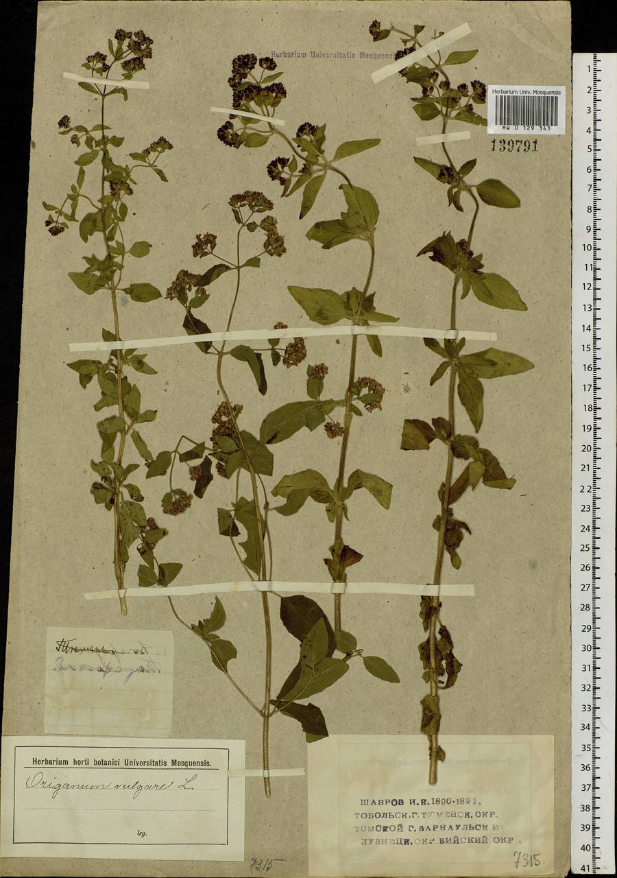 Origanum vulgare L., Siberia (no precise locality) (S0) (Russia)