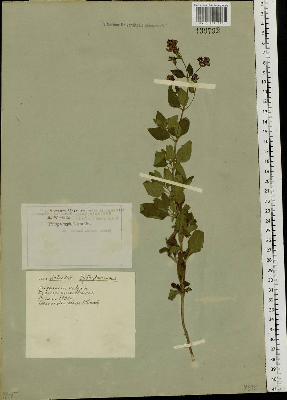 Origanum vulgare L., Siberia, Western Siberia (S1) (Russia)