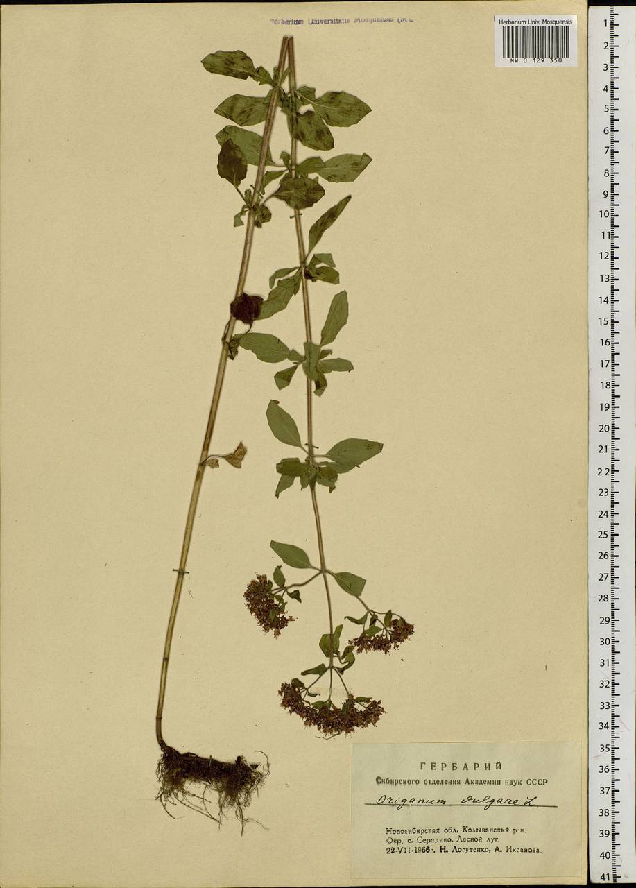 Origanum vulgare L., Siberia, Western Siberia (S1) (Russia)