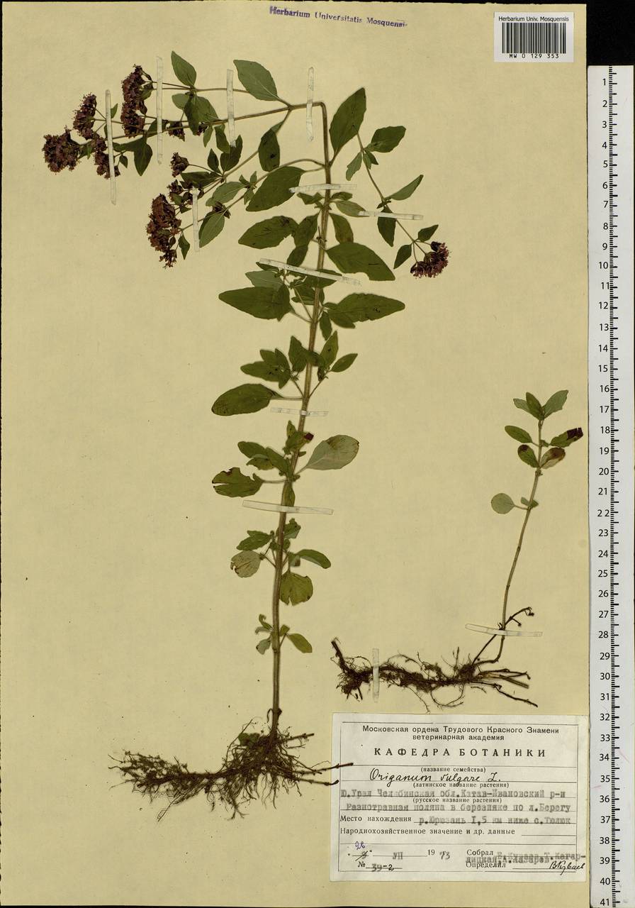 Origanum vulgare L., Eastern Europe, Eastern region (E10) (Russia)