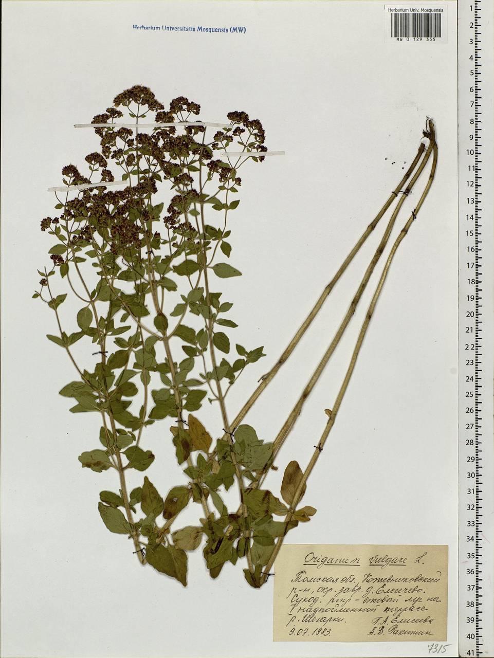 Origanum vulgare L., Siberia, Western Siberia (S1) (Russia)