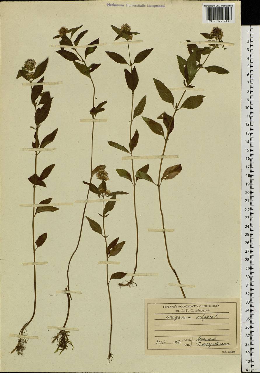 Origanum vulgare L., Siberia, Baikal & Transbaikal region (S4) (Russia)