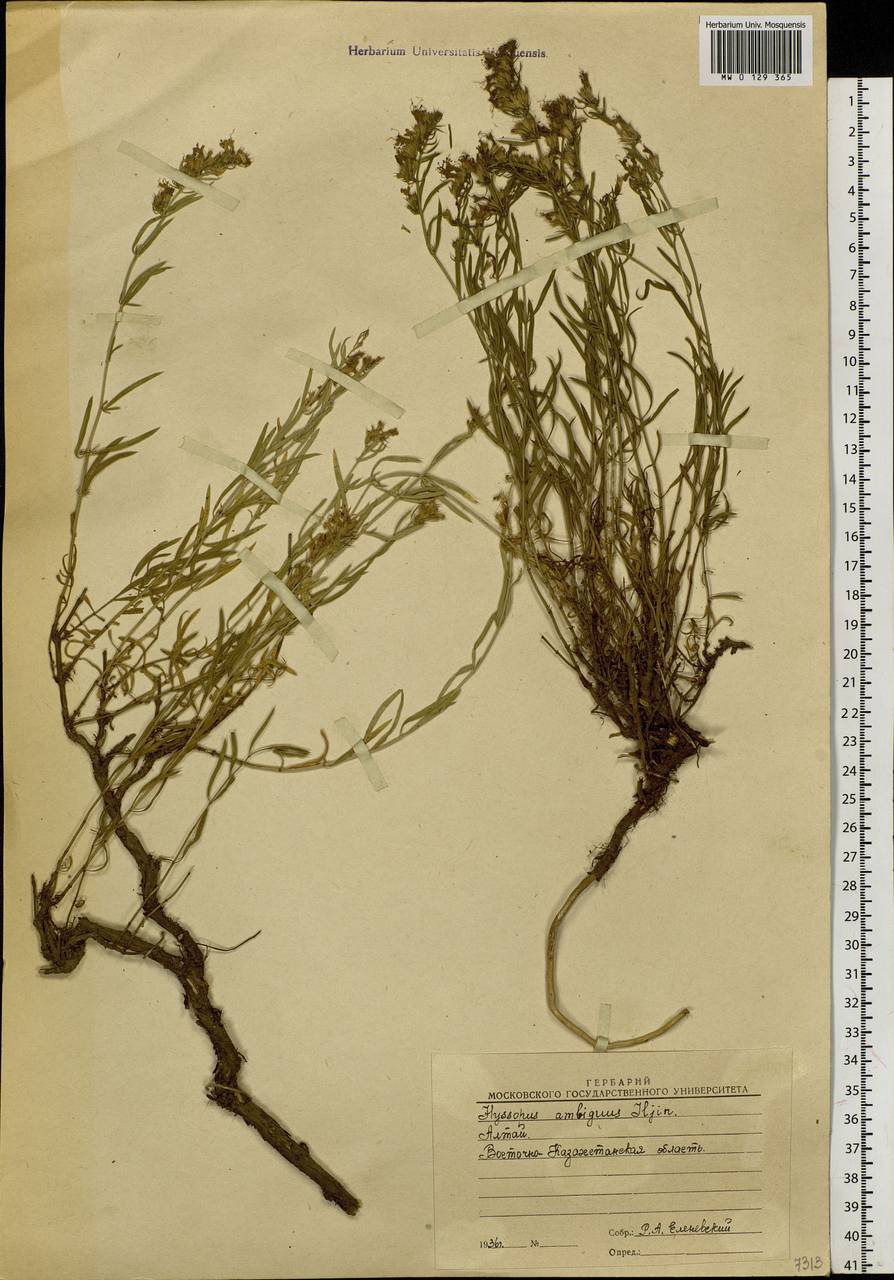 Dracocephalum officinale subsp. officinale, Siberia, Western (Kazakhstan) Altai Mountains (S2a) (Kazakhstan)