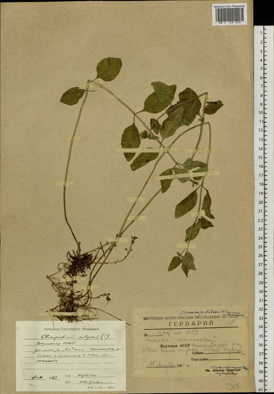Clinopodium vulgare L., Siberia, Yakutia (S5) (Russia)