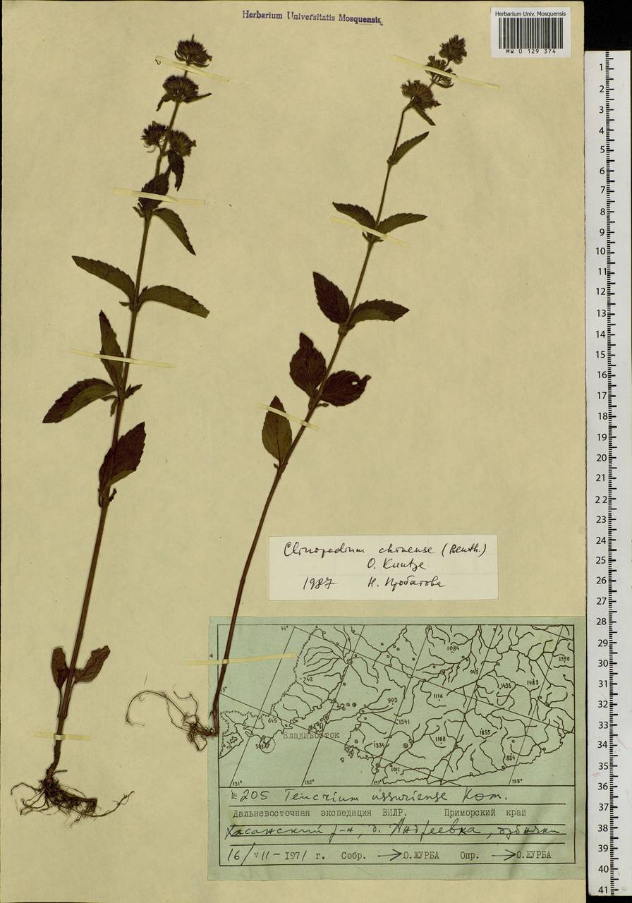 Clinopodium chinense (Benth.) Kuntze, Siberia, Russian Far East (S6) (Russia)