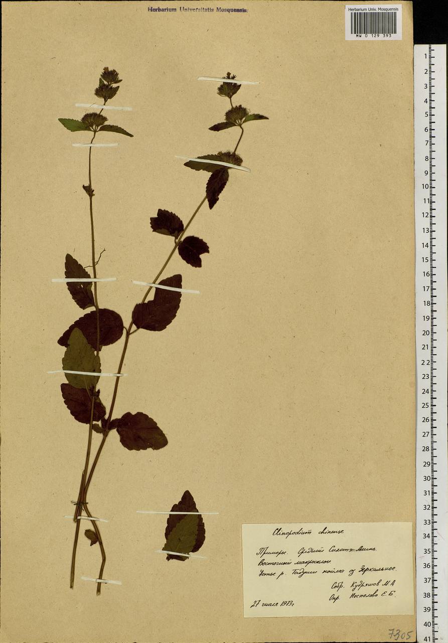 Clinopodium chinense (Benth.) Kuntze, Siberia, Russian Far East (S6) (Russia)