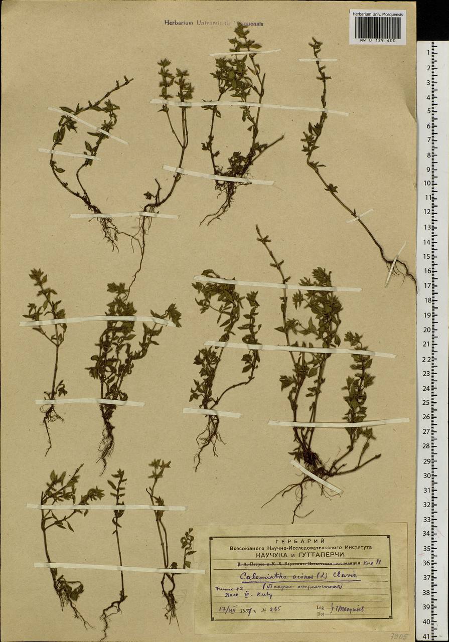 Clinopodium acinos (L.) Kuntze, Siberia, Russian Far East (S6) (Russia)