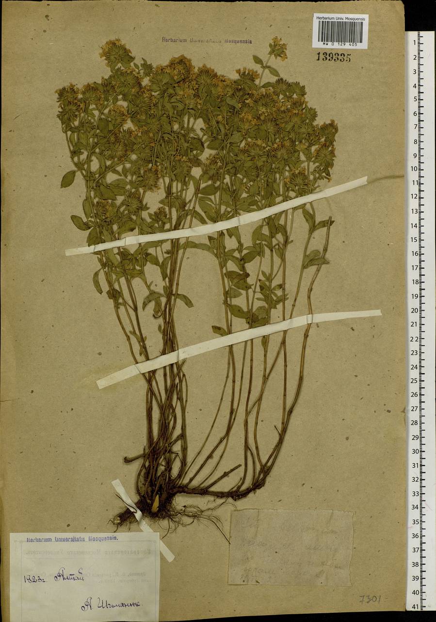 Ziziphora clinopodioides Lam., Siberia, Western (Kazakhstan) Altai Mountains (S2a) (Kazakhstan)
