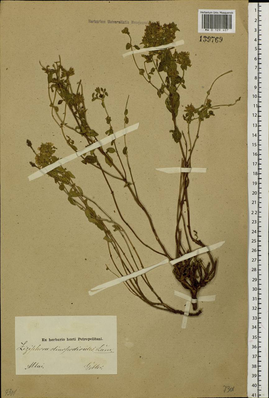 Ziziphora clinopodioides Lam., Siberia, Altai & Sayany Mountains (S2) (Russia)