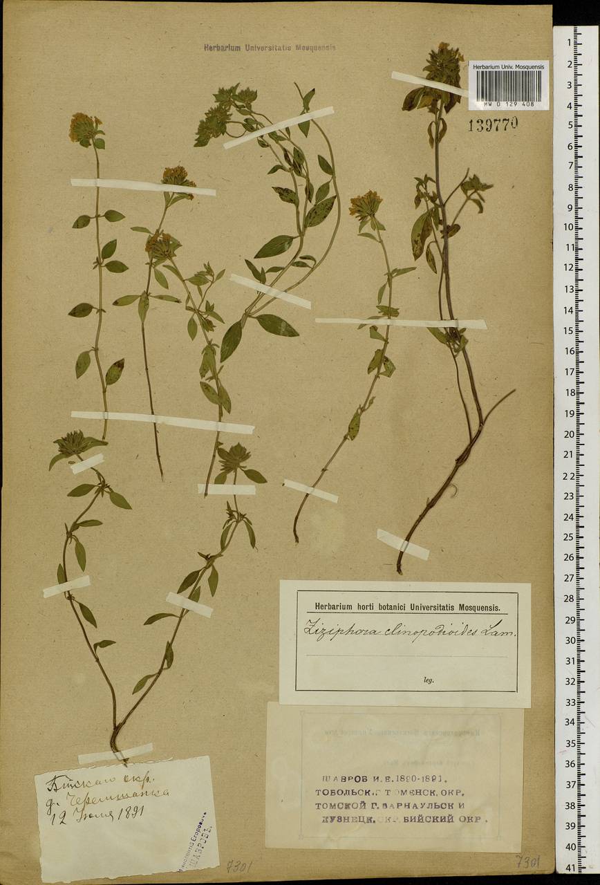 Ziziphora clinopodioides Lam., Siberia, Western (Kazakhstan) Altai Mountains (S2a) (Kazakhstan)