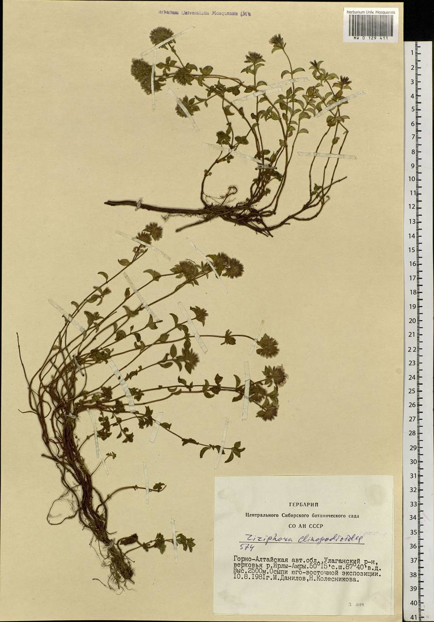 Ziziphora clinopodioides Lam., Siberia, Altai & Sayany Mountains (S2) (Russia)