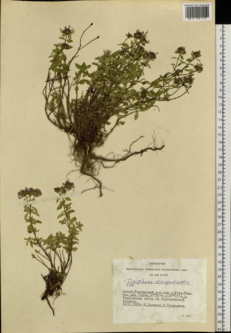 Ziziphora clinopodioides Lam., Siberia, Altai & Sayany Mountains (S2) (Russia)