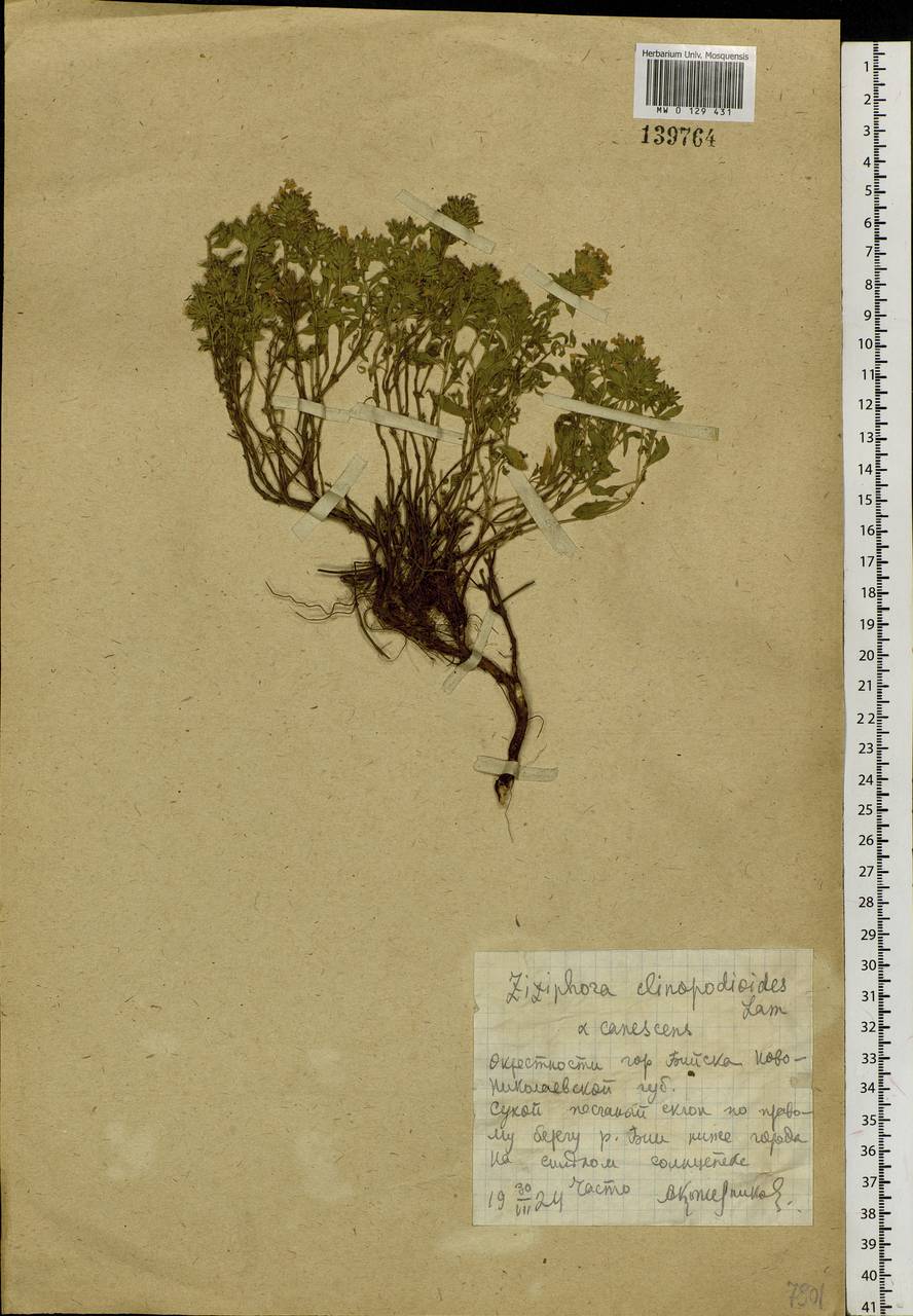 Ziziphora clinopodioides Lam., Siberia, Altai & Sayany Mountains (S2) (Russia)