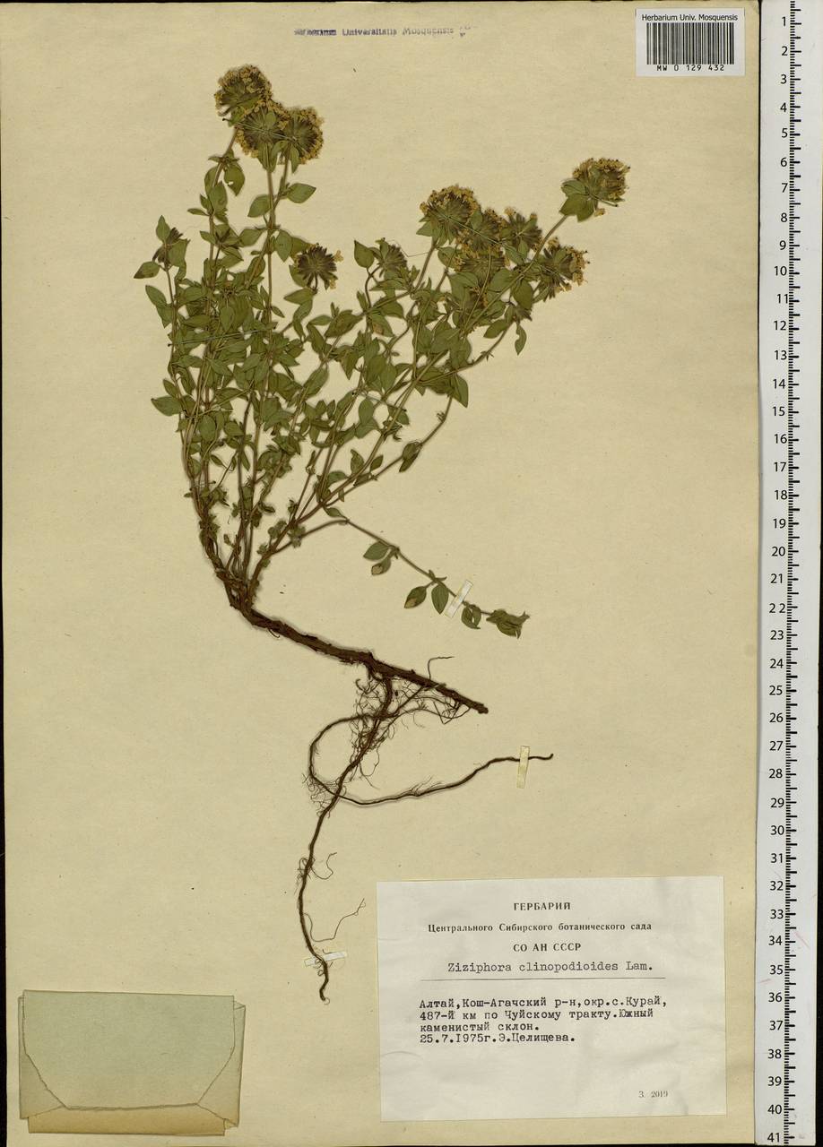 Ziziphora clinopodioides Lam., Siberia, Altai & Sayany Mountains (S2) (Russia)