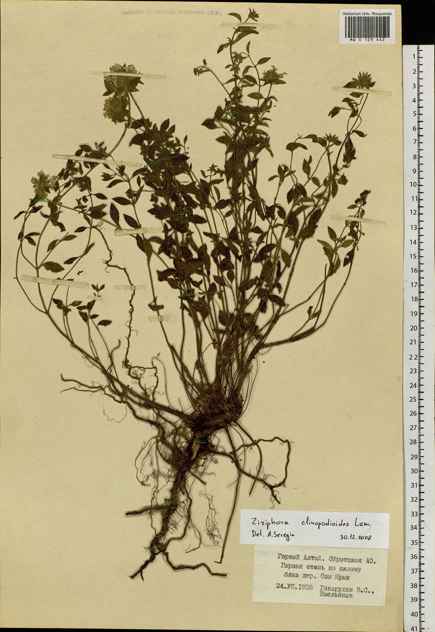Ziziphora clinopodioides Lam., Siberia, Altai & Sayany Mountains (S2) (Russia)
