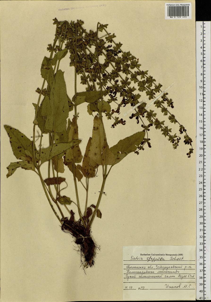 Salvia dumetorum Andrz. ex Besser, Siberia, Western Siberia (S1) (Russia)