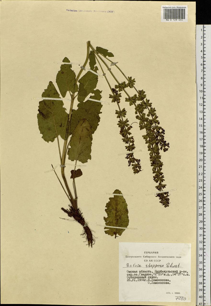 Salvia dumetorum Andrz. ex Besser, Siberia, Western Siberia (S1) (Russia)