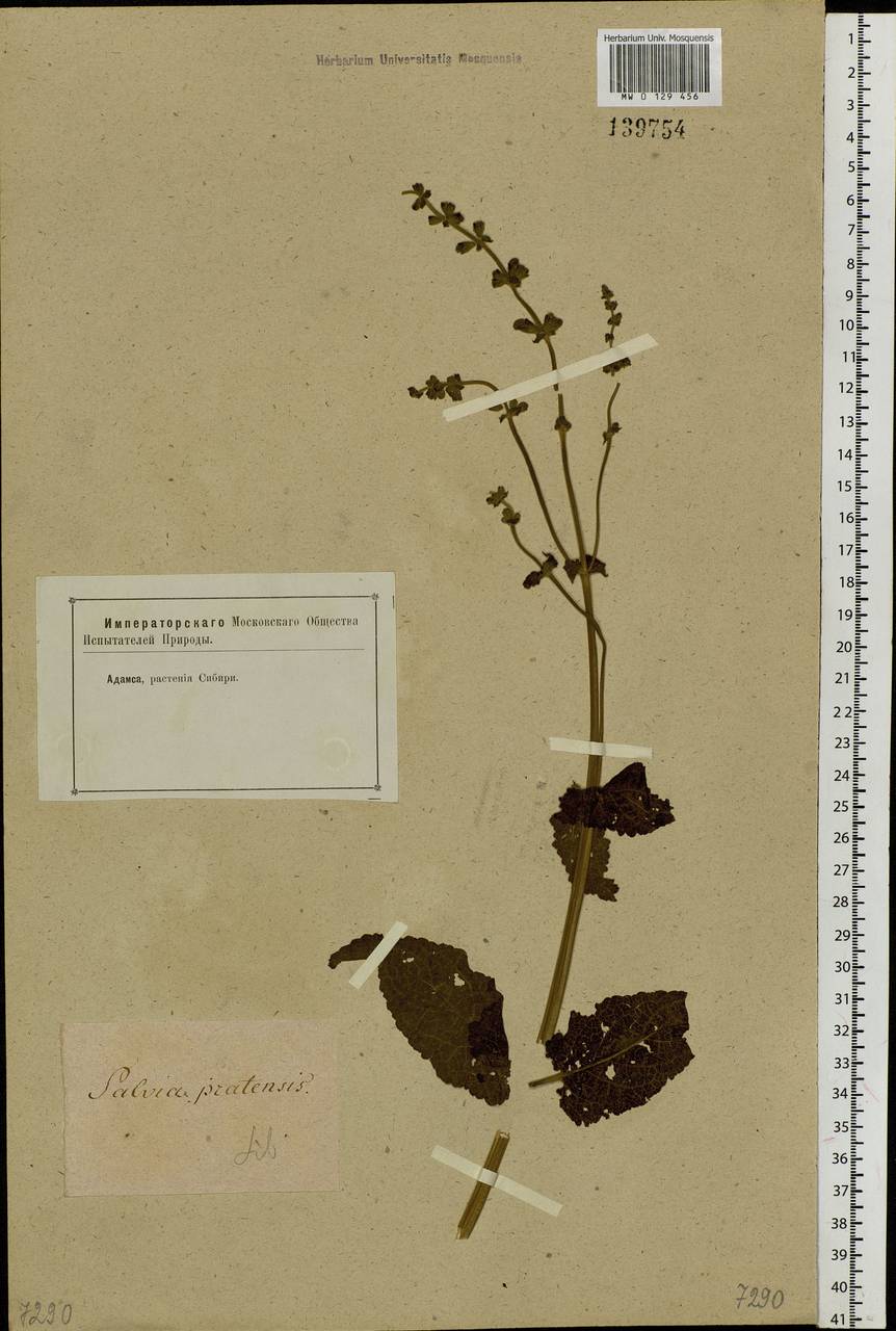 Salvia pratensis L., Siberia (no precise locality) (S0) (Russia)