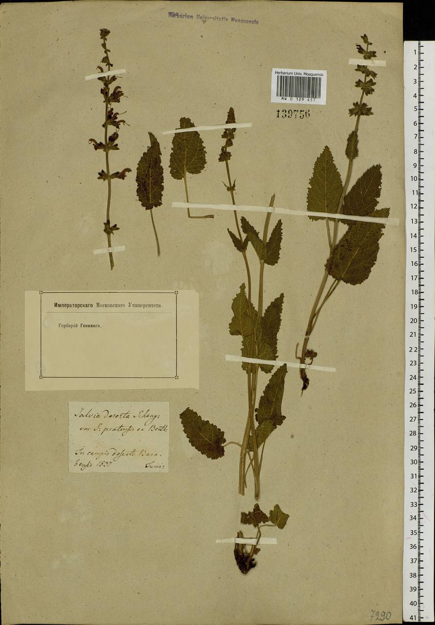 Salvia pratensis L., Siberia, Western Siberia (S1) (Russia)