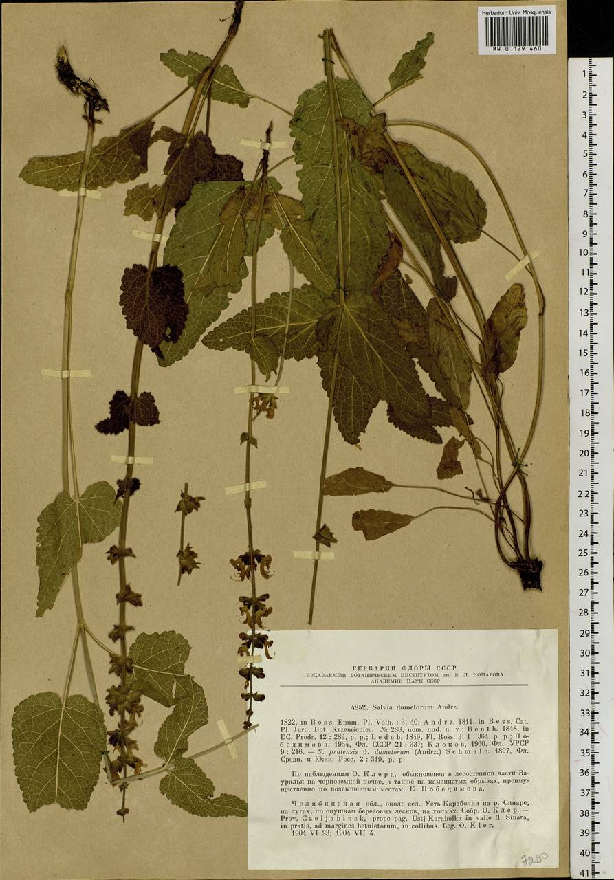 Salvia dumetorum Andrz. ex Besser, Eastern Europe, Eastern region (E10) (Russia)