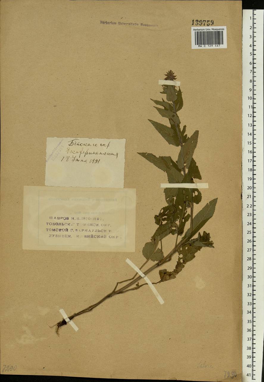 Salvia deserta Schangin, Siberia, Altai & Sayany Mountains (S2) (Russia)