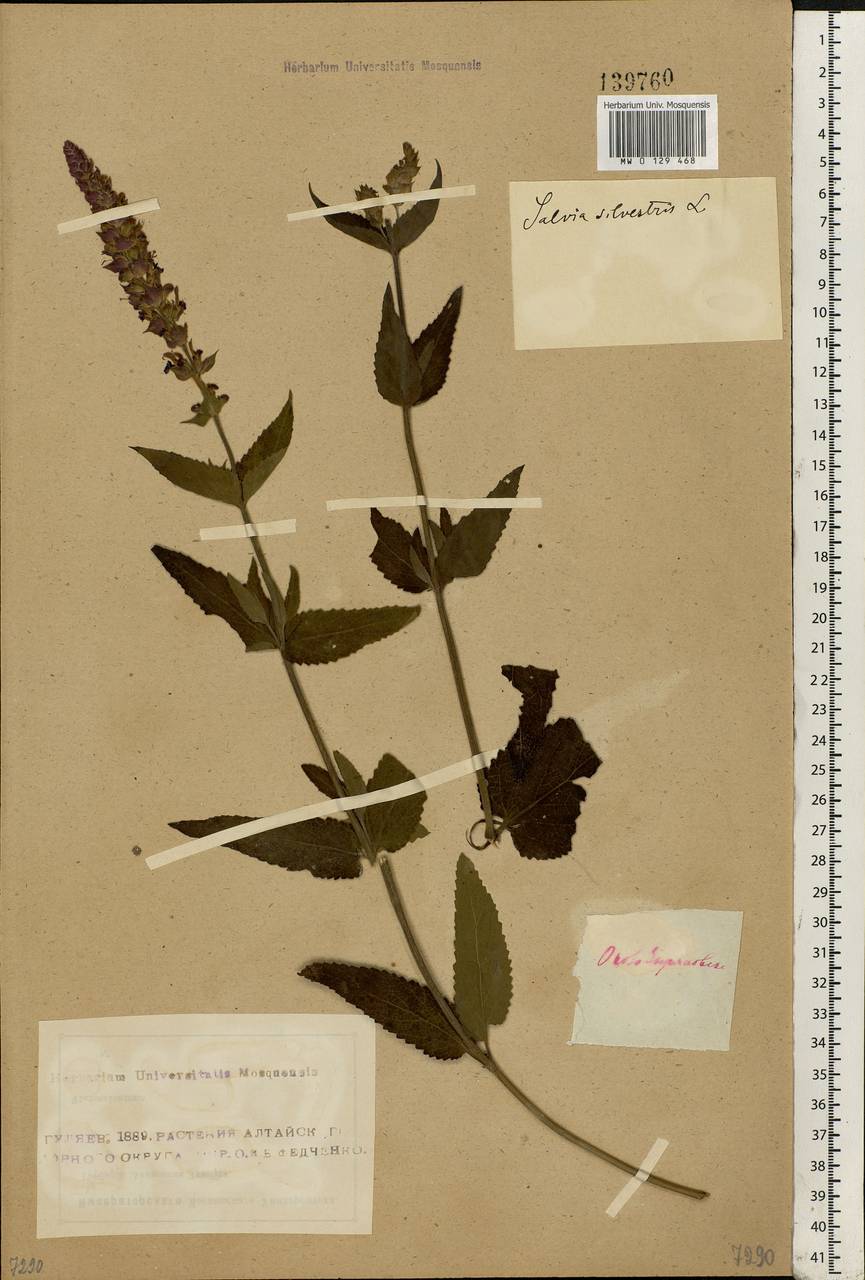 Salvia deserta Schangin, Siberia, Western (Kazakhstan) Altai Mountains (S2a) (Kazakhstan)