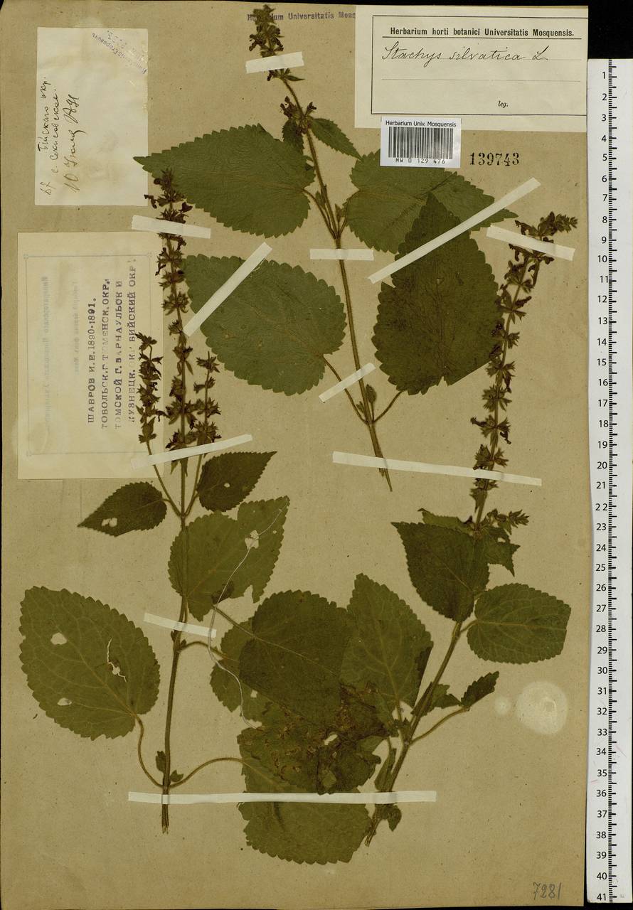 Stachys sylvatica L., Siberia, Western (Kazakhstan) Altai Mountains (S2a) (Kazakhstan)