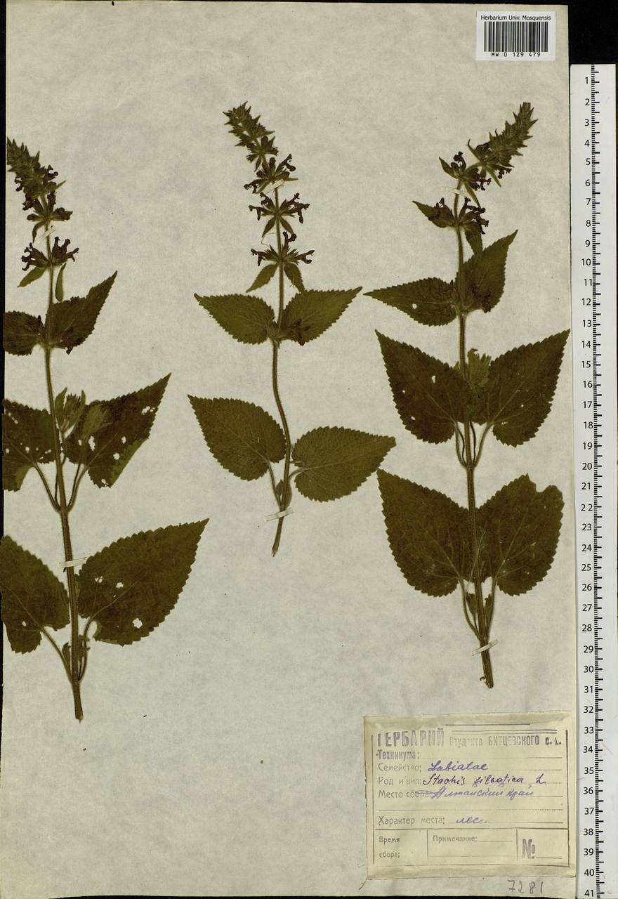 Stachys sylvatica L., Siberia, Altai & Sayany Mountains (S2) (Russia)