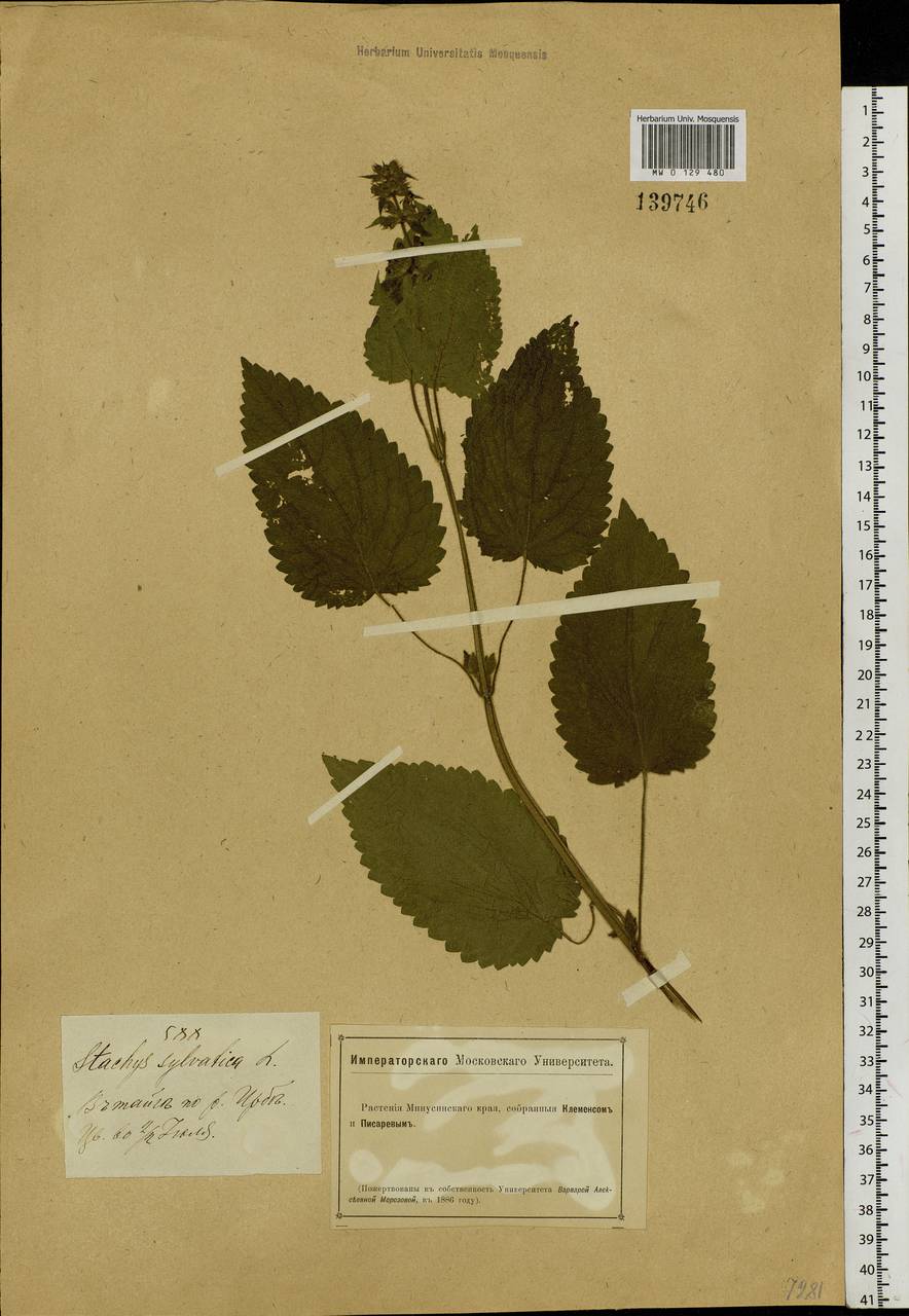 Stachys sylvatica L., Siberia, Altai & Sayany Mountains (S2) (Russia)