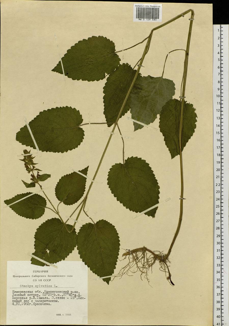 Stachys sylvatica L., Siberia, Altai & Sayany Mountains (S2) (Russia)