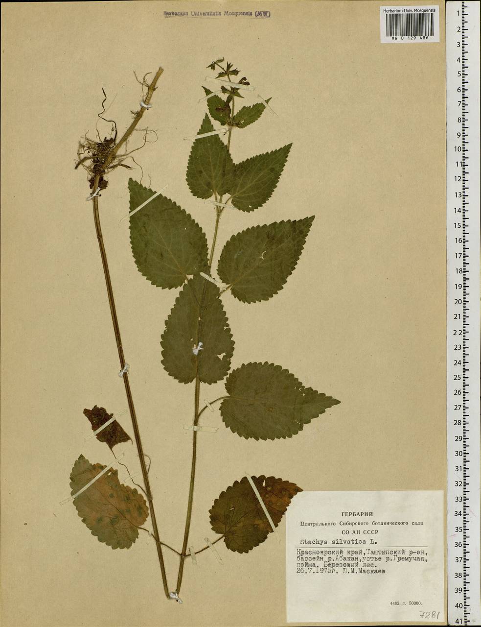 Stachys sylvatica L., Siberia, Altai & Sayany Mountains (S2) (Russia)