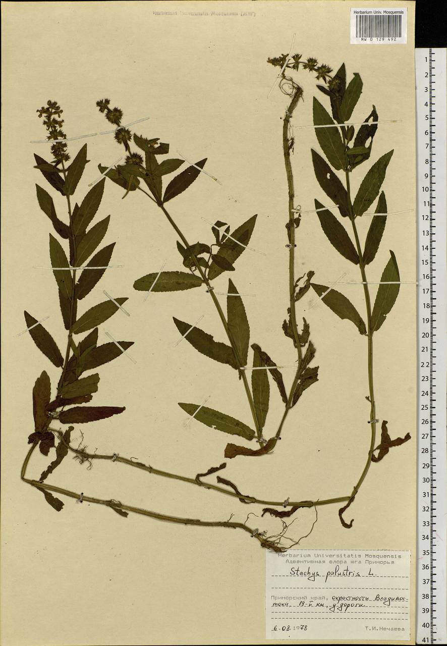 Stachys palustris L., Siberia, Russian Far East (S6) (Russia)
