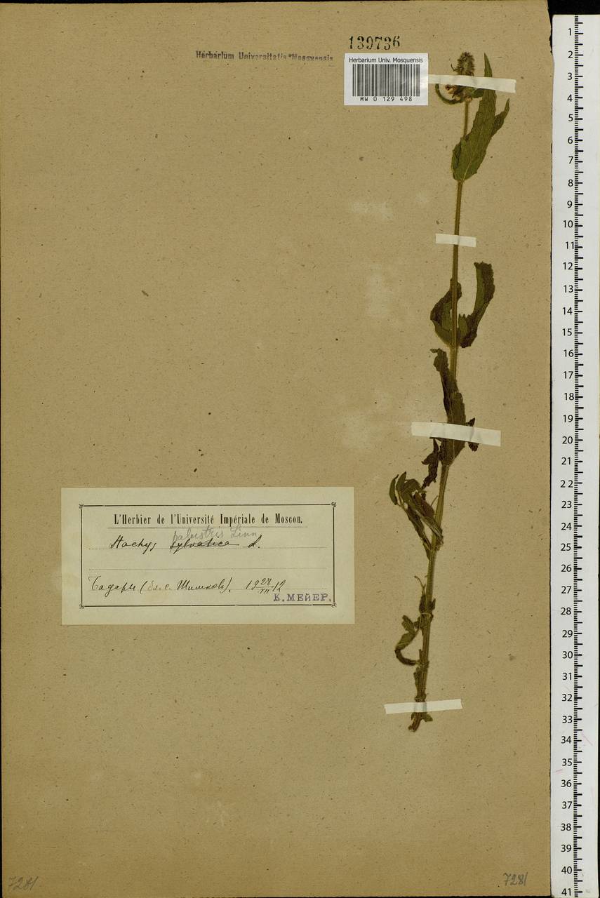 Stachys palustris L., Siberia, Baikal & Transbaikal region (S4) (Russia)