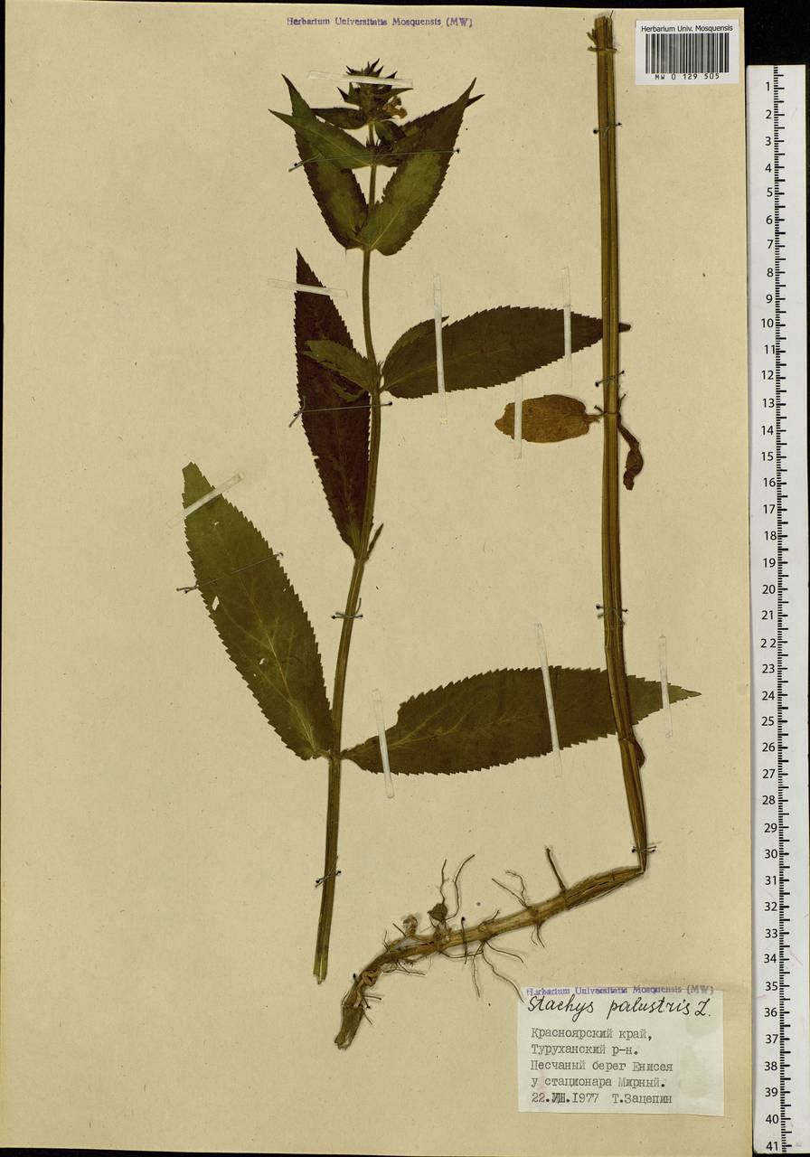 Stachys palustris L., Siberia, Central Siberia (S3) (Russia)