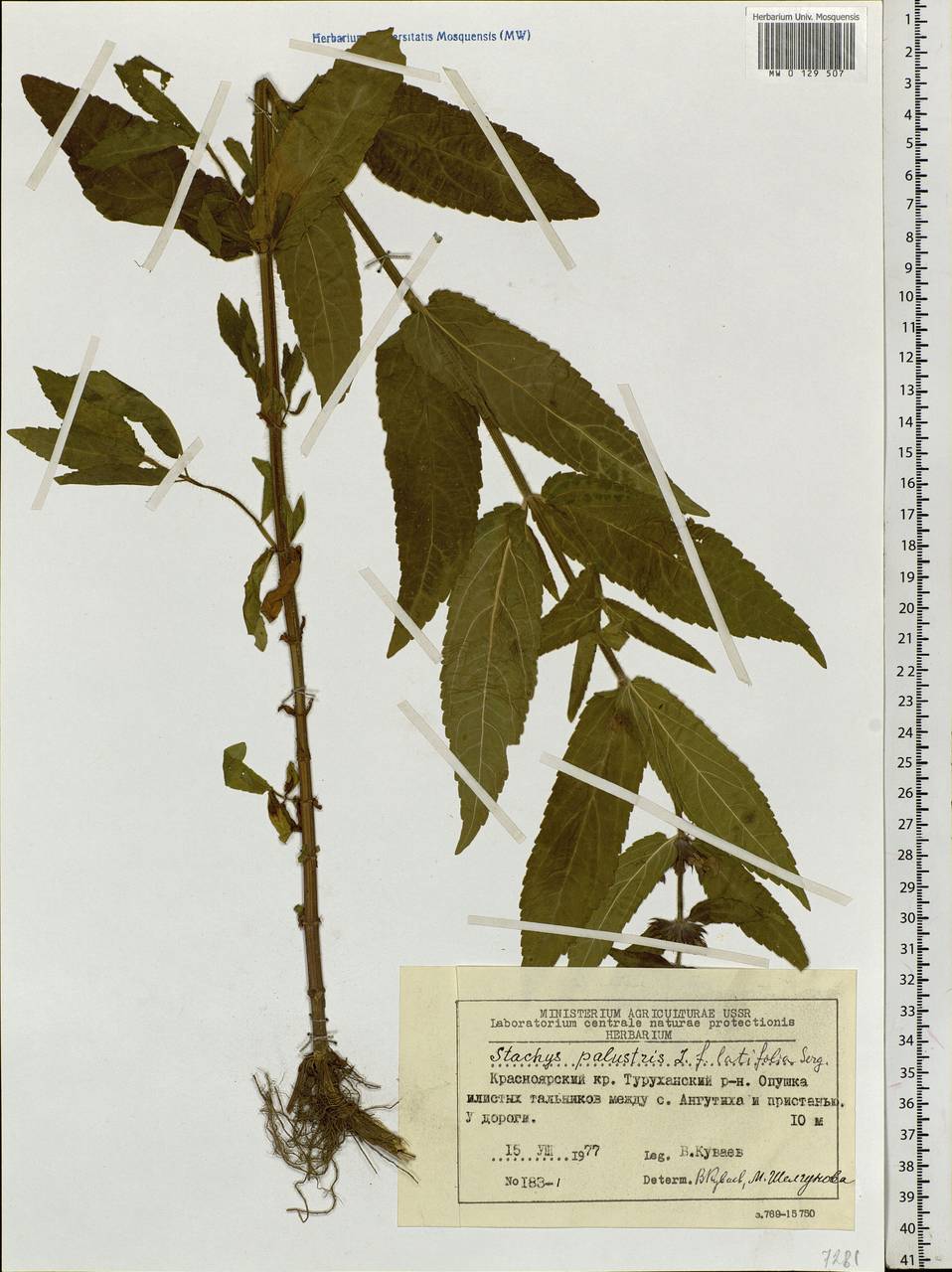 Stachys palustris L., Siberia, Central Siberia (S3) (Russia)