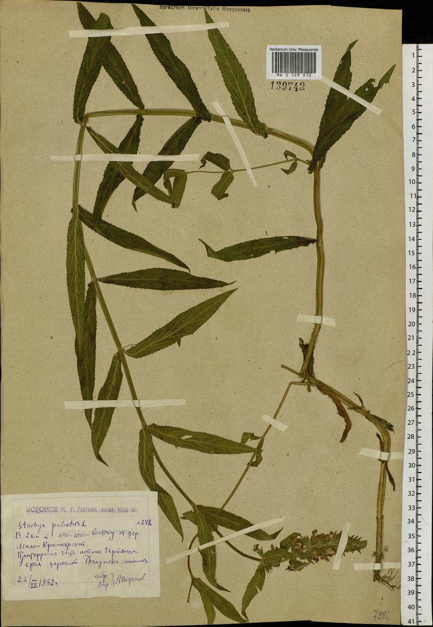 Stachys palustris L., Siberia, Western (Kazakhstan) Altai Mountains (S2a) (Kazakhstan)